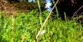 Fantastic close up from a fresh grass