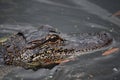 Fantastic Close Up Look at the Face of a Gator