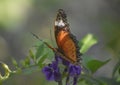 Fantastic Close Up Look at Painted Lady Butterfly on Purple Flow Royalty Free Stock Photo