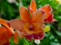 Fantastic close-up of a orange orchid