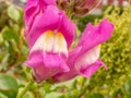 Fantastic close up from a pink white blossom