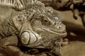 Fantastic close-up portrait of tropical iguana. Selective focus, shallow depth of field