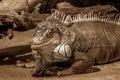 Fantastic close-up portrait of tropical iguana. Selective focus, shallow depth of field