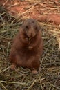 Fantastic Close Up of a Prairie Dog