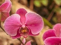 Fantastic close-up of a red orchid