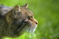 Fantastic close up of Scottish wildcat Royalty Free Stock Photo