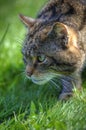 Fantastic close up of Scottish wildcat