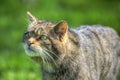 Fantastic close up of Scottish wildcat Royalty Free Stock Photo