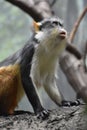 Fantastic Close Up of a Wolf`s Guenon Monkey Royalty Free Stock Photo