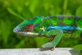 Exotic rare animal in Africa, chameleon on a green background. Very vivid color reptile with red eyes