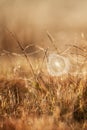 Fantastic cobweb with dew on winter morning, golden sunrise shining on cobweb and wild grass, blurred fields backgrounds Royalty Free Stock Photo