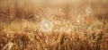 Fantastic cobweb with dew on winter morning, golden sunrise shining on cobweb and wild grass, blurred fields backgrounds Royalty Free Stock Photo