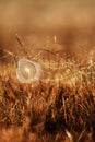 Fantastic cobweb with dew on winter morning, golden sunrise shining on cobweb and wild grass, blurred fields backgrounds Royalty Free Stock Photo