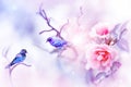 Fantastic colorful small birds and beautiful pink roses in the snow and frost on a blue and pink background. Snowing.