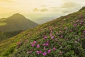 Fantastic colorful sunset and bloom rhododendron.