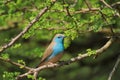 Fantastic Colors - Blue Waxbill Bird Royalty Free Stock Photo