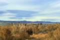 A view of vegetations around Mono Lake from the walkway on a stormy afternoon