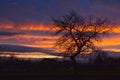 An idyllic countryside sunset with a tree - wider angle