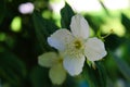 Fantastic composition of white flower colors and green background. Philadelphus coronarius, sweet mock-orange, English dogwood Royalty Free Stock Photo