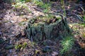 A fantastic fantastic coniferous stump in the thicket of the for