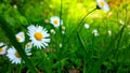 Fantastic detail in nature. Chamomile flowers close up in the green grass. Chamomile flowers, green grass and the sunlight... Royalty Free Stock Photo