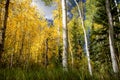 Fantastic fall foliage with gorgeous colors and a variety of trees types- birch, aspen, pine