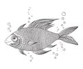 Black and white drawing of a fabulous swimming fish Royalty Free Stock Photo