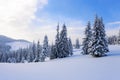 Fantastic fluffy Christmas trees in the snow. Postcard with tall trees, blue sky and snowdrift. Winter scenery in the sunny day.