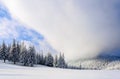 Fantastic fluffy Christmas trees in the snow. Postcard with tall trees, blue sky and snowdrift. Winter scenery in the sunny day.