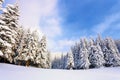 Fantastic fluffy Christmas trees in the snow. Postcard with tall trees, blue sky and snowdrift. Winter scenery in the sunny day.