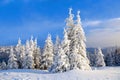 Fantastic fluffy Christmas trees in the snow. Postcard with tall trees, blue sky and snowdrift. Winter scenery in the sunny day. Royalty Free Stock Photo