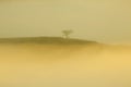 Fantastic foggy forest with alone pine tree