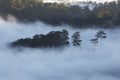 Fantastic foggy forest and mountain