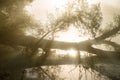 Fantastic foggy river with nice reflection in the sunlight