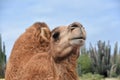 Fantastic Glance into the Face of a Shaggy Camel