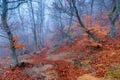 fantastic gloomy landscape - trees on the hillside