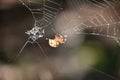 Complex Web with an Orbweaver Spider Royalty Free Stock Photo