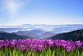 Fantastic landscape with crocuses on a background of mountains i