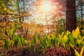 Fantastic landscape. lily leaves sunlight. wonderful, fabulous, sunset Royalty Free Stock Photo