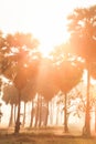 Fantastic landscape of Palm trees and field in the morning light, golden sunrise shines down around Asian Palmyra palms and paddy