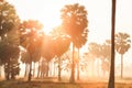 Fantastic landscape of Palm trees and field in the morning light, golden sunrise shines down around Asian Palmyra palms and paddy Royalty Free Stock Photo