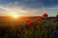 Fantastic landscape at summer sunset. Red and blue flowers under sunlight during sunset. Wonderful Sunny Scene. Amazing Nature Royalty Free Stock Photo