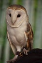 Fantastic Look at a Barn Owl Perched Royalty Free Stock Photo