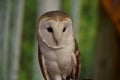 Fantastic Look at a Barn Owl`s Face While Perched Royalty Free Stock Photo