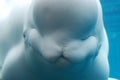 Really Fantastic Look at a Beluga Whale Underwater Royalty Free Stock Photo