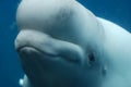 Fantastic Look at a Beluga Whale Underwater Royalty Free Stock Photo