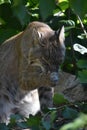 Fantastic Look at a Bobcat Washing Up Royalty Free Stock Photo