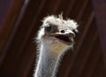 Fantastic Look at the Face of a Common Ostrich Royalty Free Stock Photo