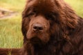 Fantastic Look Into the Face of a Newfie