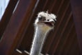 Fantastic Look Into the Face of an Ugly Ostrich Royalty Free Stock Photo